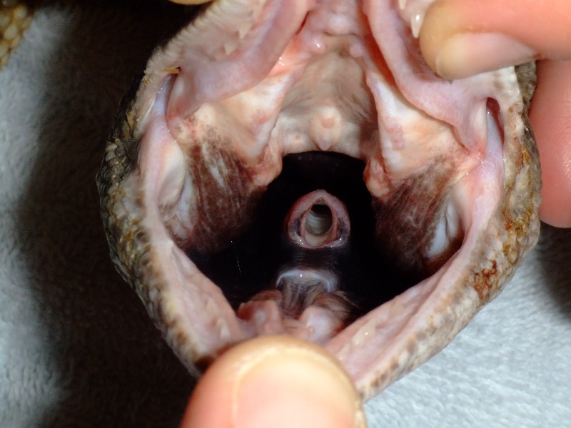 xray...close study of mouth