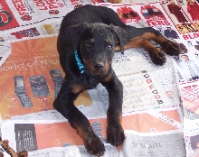 Duke 3 mths