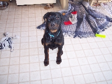 Duke