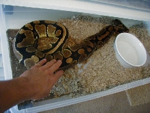 7.7lb female ball