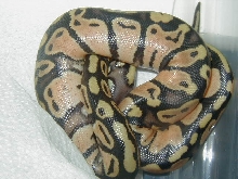 Fresh out of the egg