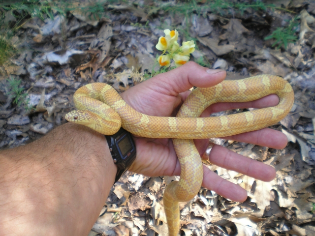 yearling sulfr lavender w/ butter & eggs