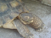 Desert Tortoise Relaxing