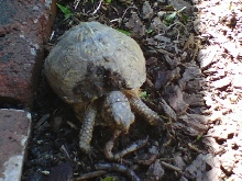 Three Toed Box Turtle Eating Nightcrawler