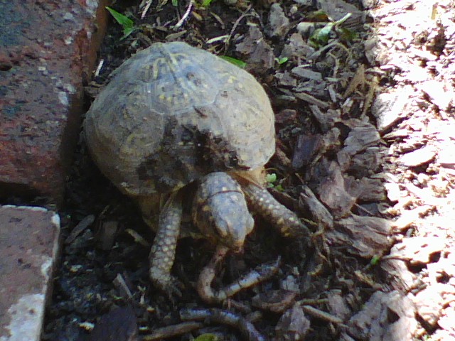 Three Toed Box Turtle Eating Nightcrawler