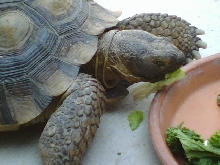 Desert Tortoise Chowing Down