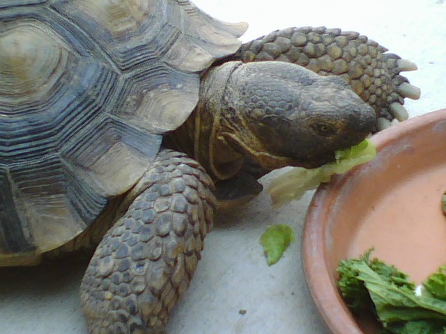 Desert Tortoise Chowing Down
