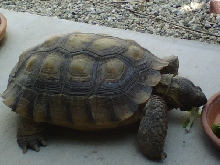 Desert Tortoise Chowing Down ( Full )