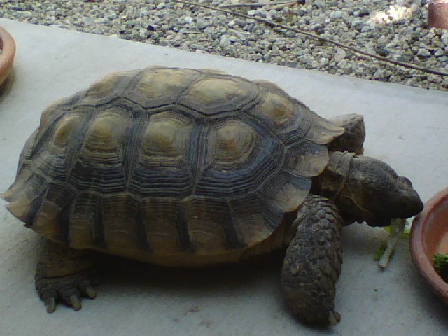 Desert Tortoise Chowing Down ( Full )