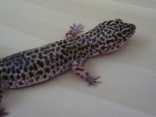 Leopard