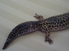 Leopard 2