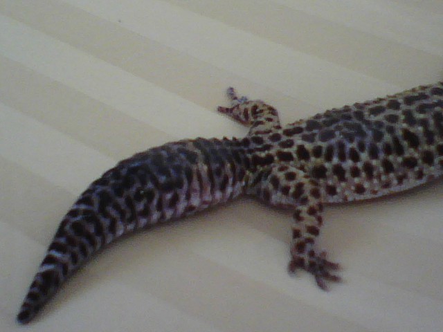 Leopard 2