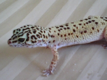 Leopard 1