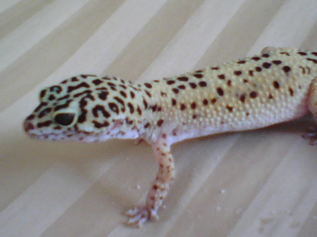 Leopard 1