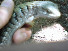 Gator 1