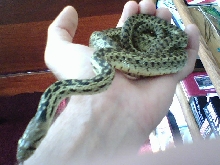 Snake 1