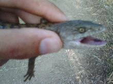 Gator 2