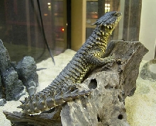 Sungazer Lizard