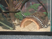 kingsnake