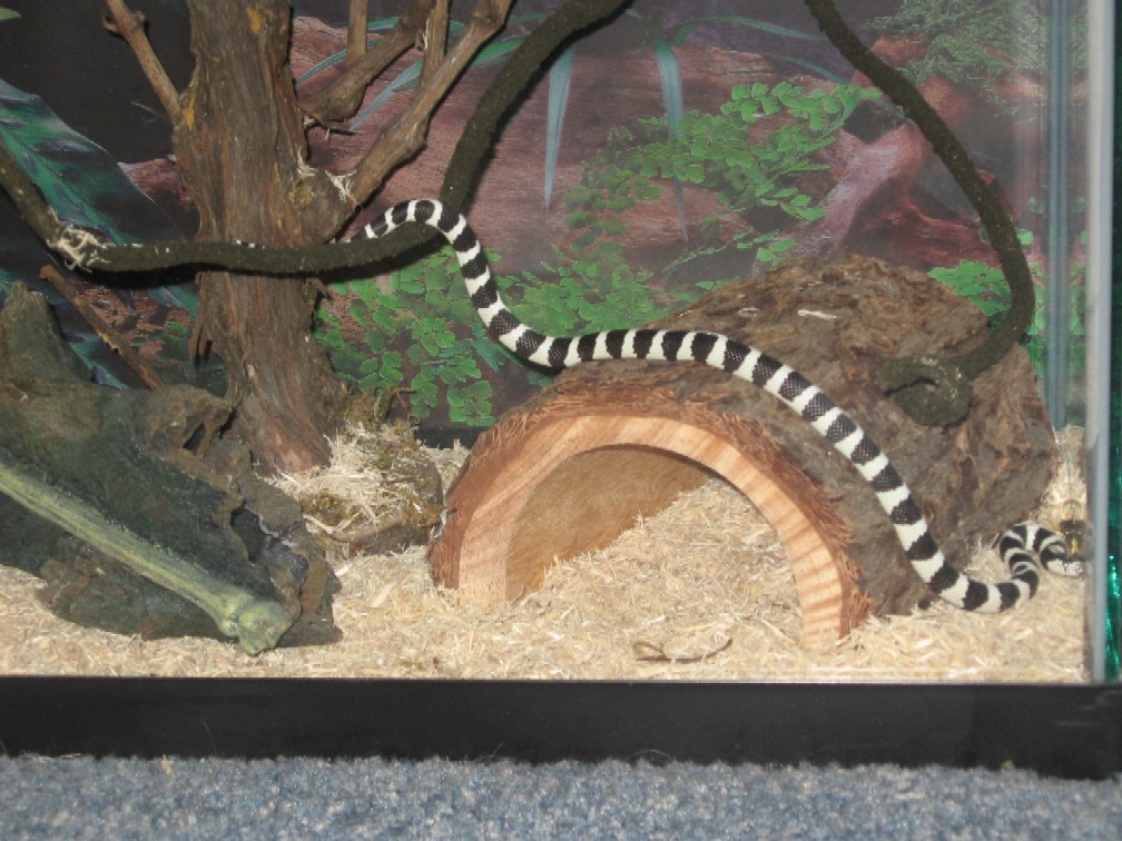 kingsnake