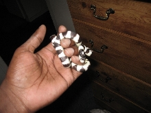 kingsnake