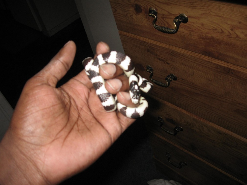 kingsnake
