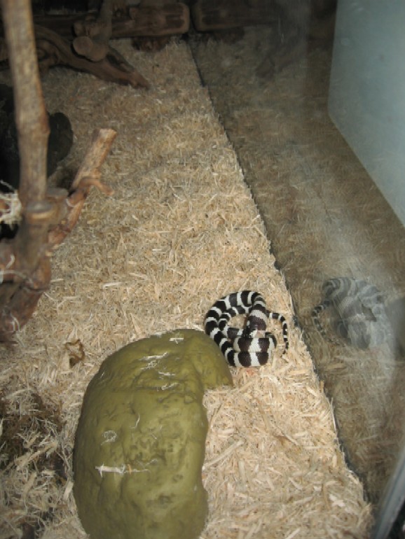FEEDING TIME