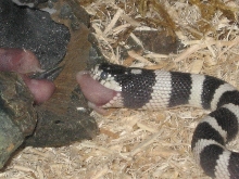 I THINK THAT HE'S ABOUT TO SHED