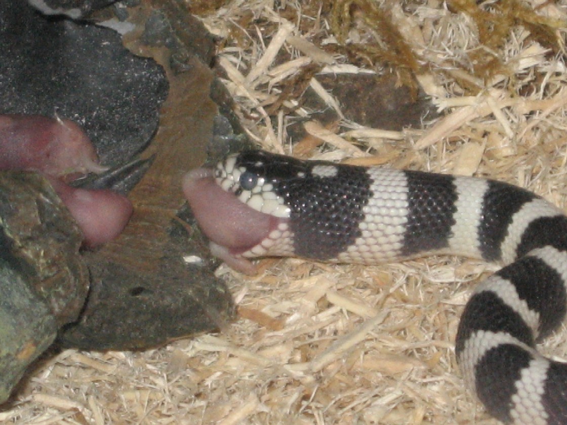 I THINK THAT HE'S ABOUT TO SHED
