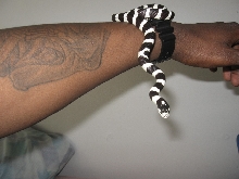 kingsnake want to know what time it is ?