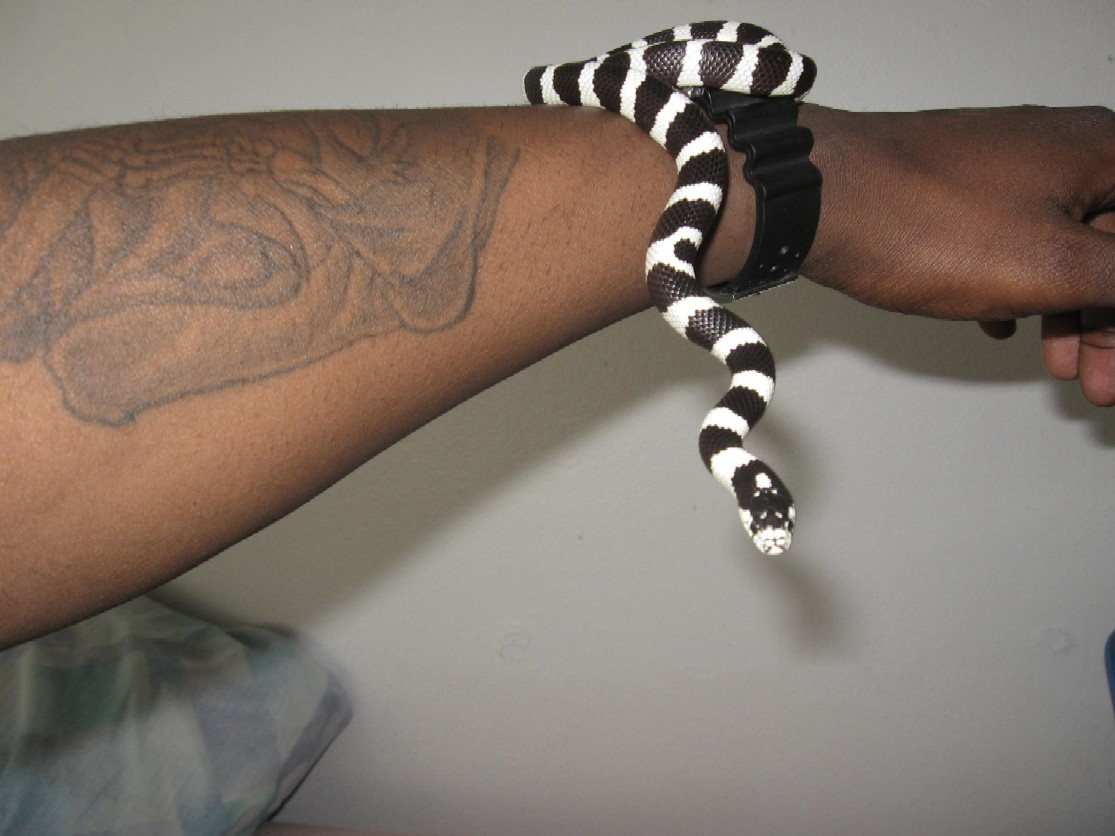 kingsnake want to know what time it is ?