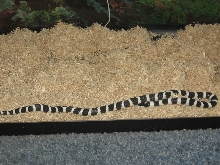 BABY KING SNAKE