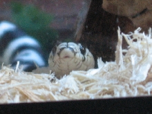BABY KING SNAKE
