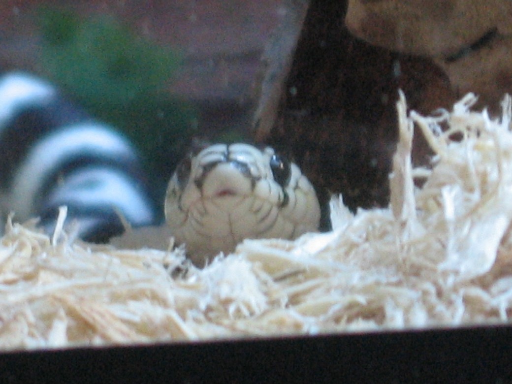 BABY KING SNAKE