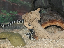 BABY KING SNAKE