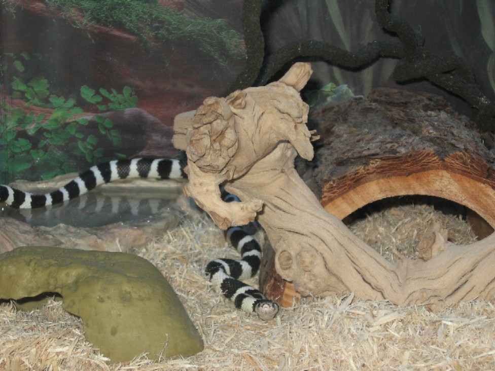 BABY KING SNAKE