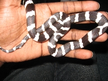 BABY KING SNAKE
