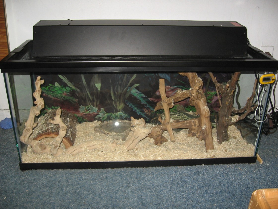 30g kingsnake set up