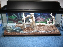 KINGSNAKE NEW SET UP