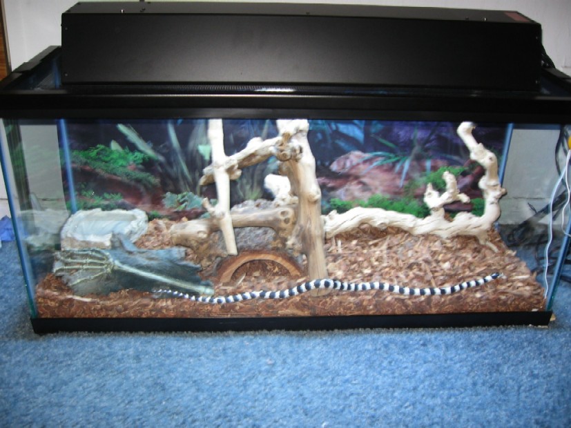 KINGSNAKE NEW SET UP