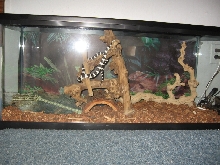 NEW KINGSNAKE SET UP