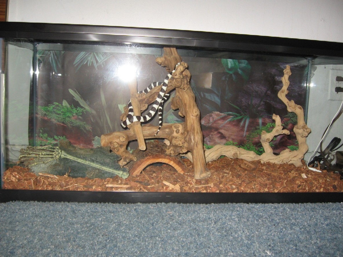 NEW KINGSNAKE SET UP
