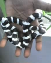 BABY KING SNAKE