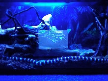 A BLUE NIGHT FOR A KINGSNAKE