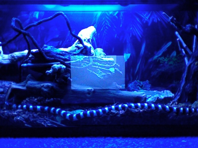A BLUE NIGHT FOR A KINGSNAKE