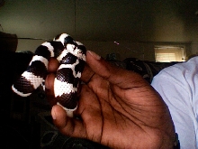 DMEAN OF A KINGSNAKE