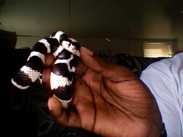 DMEAN OF A KINGSNAKE