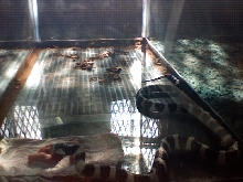 FEEDING TIME