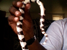 I NEED TO KNOW WHAT SEX MY SNAKE IS CAN SOMEONE HELP ME !