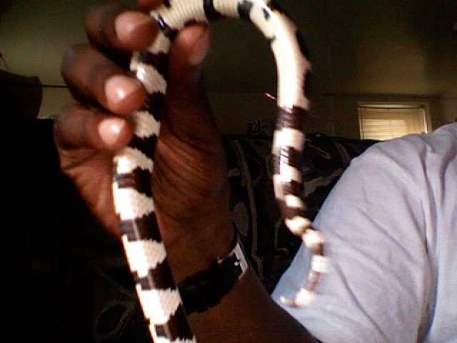 I NEED TO KNOW WHAT SEX MY SNAKE IS CAN SOMEONE HELP ME !